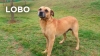 Lobo-01