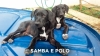 Samba-Polo-01