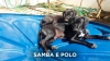 Samba-Polo-02