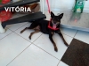 Vitoria-01