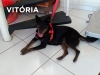 Vitoria-02